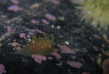 Rim-Backed Nudibranch