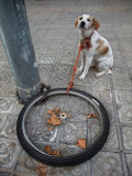 perro>rueda>farola>tierra...