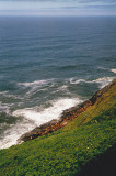 seal point