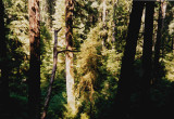 redwood national park
