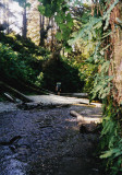 fern canyon