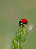 Coccinellidae_3737