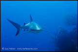 Reef shark heading towards me