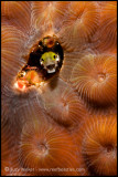 blenny