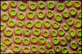 coral pattern