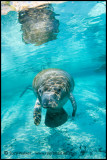 manatee portrait