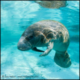 manatee portrait 2