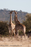 Giraffe Greeting
