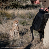 Naughty Cheetah ate his camera bag