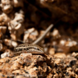 Lizard at Spitzkoppe