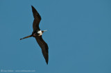 frigate bird in flight