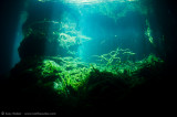 Eden Cenote 2