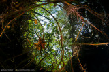 snells window at Eden Cenote