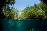 Eden Cenote split