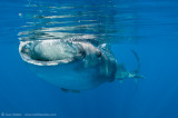 whaleshark feeding