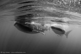two whalesharks in black & white