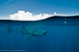 Whaleshark and clouds