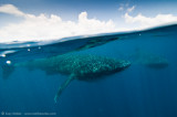 two Whalesharks and clouds