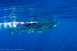 Whaleshark with snorkeler