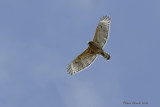 Buse  paulettes -- _MG_7880 -- Red-shouldered Hawk