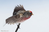 Sizerin flammé -- _E5H9536 -- Common Redpoll