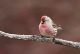 Sizerin flamm -- _E5H2429 -- Common Redpoll