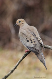 Tourterelle triste -- _E5H2637 -- Mourning Dove