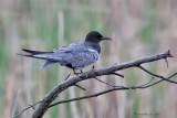 Guifette noire -- Black Tern -- _E5H3130