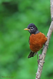 Merle d'Amérique -- _E5H3769 -- American Robin
