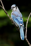Geai bleu -- _E5H4266 -- Blue Jay
