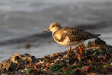 Tournepierre  collier -- _E5H5874 -- Ruddy Turnstone