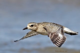 Pluvier argent -- _E5H5906 -- Black-bellied Plover