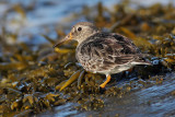 Bcasseau violet -- _E5H9645 -- Purple Sandpiper