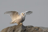 Harfang des neiges -- _E5H9888 -- Snowy Owl