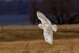 Harfang des neiges -- _Z0U9769 -- Snowy Owl