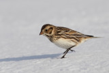 Bruant lapon -- Lapland Longspur -- _E5H0642