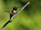 Colibri à gorge rubis -- _E5H0863 -- Ruby-throated Hummingbird