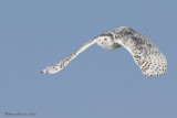 Harfang des neiges -- _E0K0457 -- Snowy Owl