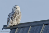 Harfang des neiges -- _E0K0563 -- Snowy Owl