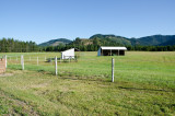 Loafing Shed in the North Pasture