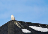 Snowy Owl on a Roof