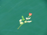 A Single Rose