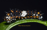 First Instar Stage