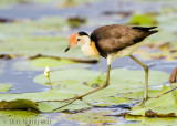 Comb-crested Jacana (Irediparra gallinacea)