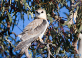 Letter-winged Kite (Elanus scriptus)