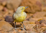 Gibberbird (Ashbyia lovensis)