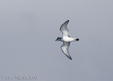 Broad-billed Prion (Pachyptila vittata)