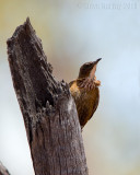 Black-tailed Treecreeper (Climacteris melanurus)