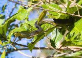 Colubrid Snakes (Colubridae)
