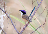 Purple-crowned Fairywren (Malurus coronatus)